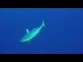 Wettie TV- Fiji Spearfishing Shark Attack