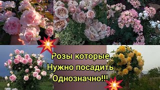 Эти РОЗЫ🤩🔥🌹🙏!!! Они просто необыкновенные 😍! Сорта с которыми точно не за что не расстанусь 🥰💖!