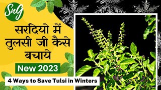 सरदियो में तुलसी जी कैसे बचाये 4 आसान उपाय 4 Easy tricks to save Tulsi in winters