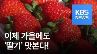 딸기, 가을에도 맛본다…국내서 개발돼 출하 시작 / KBS뉴스(News)