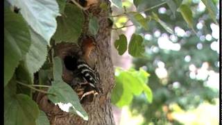 A pair of Crowned birds - Hoopoe in the hollow of a tree