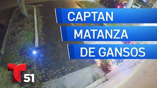 Matanza de gansos en Florida queda captada en video