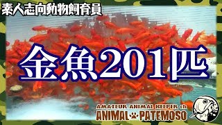 水槽を立ち上げたので金魚を201匹買ってきた!【アクアリウム】【熱帯魚】