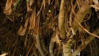 Amazing Hala tree at Turtle Beach Kawela Bay  Hawaii 5-27-23