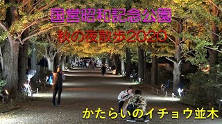 ムード満点　国営昭和記念公園   秋の夜散歩2020  かたらいのイチョウ並木 (Showa Memorial Park Night Walk)