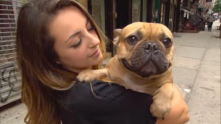 Couple Whose Dog Fell Through Sunroof Gets Car Damage Bill