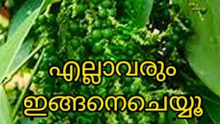 കുറ്റികുരുമുളക് ഇതുപോലെ കായ്ക്കാൻ| bush pepper farming|| organicfertilizer for bushpepper|Jees world