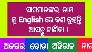 ବିଭିନ୍ନ ସାପଙ୍କର ନାମ ଇଂରାଜୀରେ//Python, King cobra...