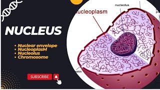 @nucleusmedicalmedia Nucleus/ nuclear envelope/nucleoplasm/ nucleolus/prokaryotic and eukaryotic