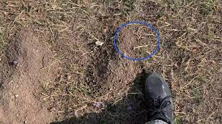 Reading Pocket Gopher Mounds on Slopes to Find the Lateral Tunnel Plug for Placement of Traps