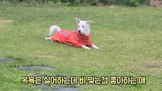 목욕은 싫어하는데 비 맞는건 좋아하는 강아지