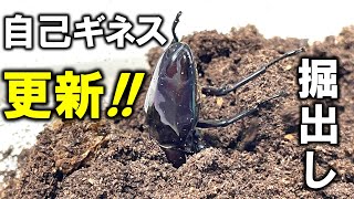 やったぜ！特殊カラーのニジイロクワガタを掘り出したら自己ギネスを更新しました！（くろねこチャンネル）