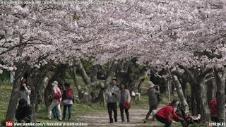 広島(山口)の風景2016春 花見「岩国市 桜巡り3/6」錦帯橋周辺の桜 04.05,Iwakuni Cherry blossom Tour,around Kintaikyo-Bridge