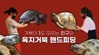 거북이 1도 모르는 친구와 육지거북 핸드피딩 해보기 (feat.김작가, 요나농장)