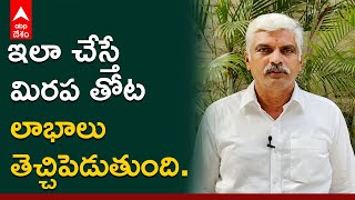 మిర‌ప పంట సాగులో తీసుకోవాల్సిన జాగ్ర‌త్త‌లు ఇవే | Techinques In Mirchi Farming | ABP Desam