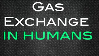 Gas Exchange in Humans Igcse Biology
