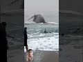 Big Whale on Beach 😱😱