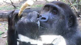 ゲンタロウ〜1年間の歩み〜⭐️ゴリラ(113)【京都市動物園】Gorilla /Gentaro's photo collection