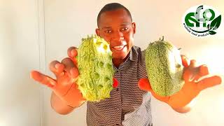 TANGO PORI YA MIIBA NI DAWA NZURI(cucumis metuliferus)@erastobefoodproducts