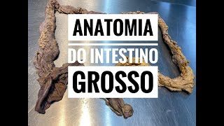 Anatomia do Intestino Grosso - aula prática