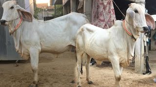 មេគោស្អាតណាស់ នៅកំពង់ធំ, Cute cow show, Cow in Cambodia