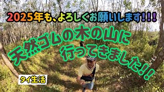 【タイ生活】天然ゴムの木の山に、3年ぶりに行ってきました！！！2025年、明けましておめでとうございます！！！