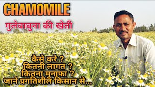 कैमोमिल की खेती  | chamomile ki kheti kaise karen | chamomile farming in india | Chamomile Tea