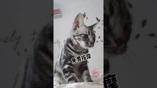 酷小猫是最可爱的 #shorts #17413 #shorts