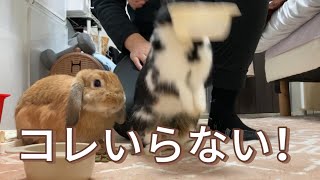 【自由奔放】 可愛いんだけど乱暴なうちのうさぎ🐰