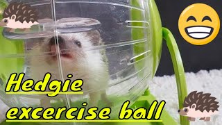 Funny hedgehog in a running exercise ball