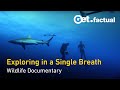 Adventure Ocean Quest - 90 min special | Full Documentary