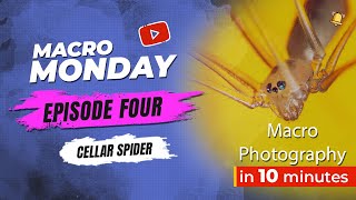 Macro Monday Episode 4 - Cellar Spider