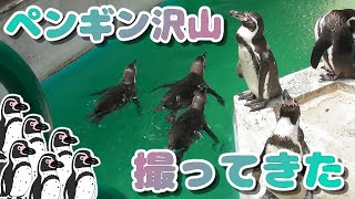 たくさんのペンギン撮ってきた【ヒノトントンZOO/羽村市動物公園】