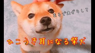 ナデナデされると嬉しくてひこうき耳になる柴犬