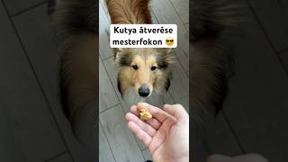 Te hogyan oldod meg az ilyeneket ? :) #dog #pets #funny #humor #shorts