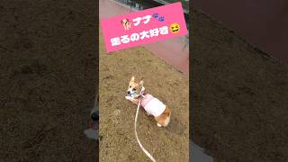 父さん大クラッシュ！！ナナのダッシュに足が付いていかず🐾最後、心配そうに父さん見るナナ🐕🐾愛犬ナナの成長記録です🐾#コーギー#コーギーのいる暮らし#コーギースマイル