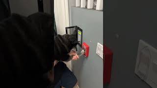 Dog pulls fire alarm trying to overcome Jaxon's fear of fire alarms