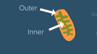 Mitochondria
