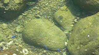 柏島　浅瀬の熱帯魚 Tropical fish of the shallow sea.