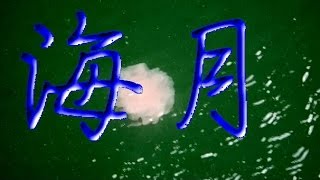 Jellyfish　くらげ　海月　クラゲ　水母