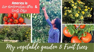 మా కూరగాయల తోట \u0026 పండ్ల చెట్లు , పూలు | My Organic garden | Backyard | Telugu vlogs USA