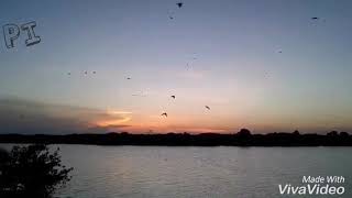 Birds returning home | Batticaloa Manminai