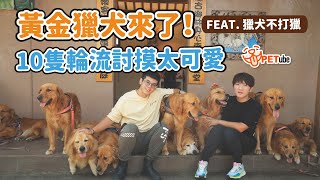 黃金獵犬來了！10隻獵犬上山來打獵 Feat.獵犬不打獵【寵物知識+】｜#哈寵PETube 第246集