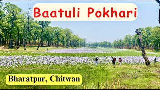 चितवन भरतपुरमा रहेको Batuli Pokhari फुलहरूले सन्दर / Batuli pokhari in Bharatpur, Chitwan /