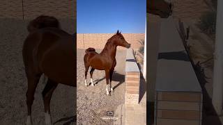 colorful horse😍|اسب خوش رنگ😍#animals #cavalo #ghoda #caballo #arabic #horse #حصان #اسب #فرس #عرب