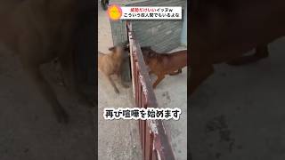 【悲報】イヌ界にもイキりがいることが判明 #おもしろ犬動画 #かわいい動物動画 #喧嘩