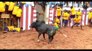 Sakkudi Jallikattu 2018_ சக்குடி ஜல்லிக்கட்டு