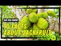 10 Incredible Facts About Jackfruit You Didn’t Know! 🌳