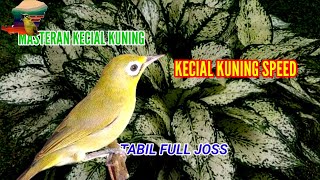 MASTERAN KECIAL KUNING GACOR BIKIN KECIAL SEMAKIN GARANG