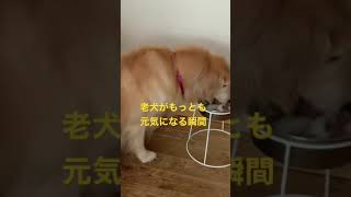 老犬がもっとも元気になる瞬間とは？#short